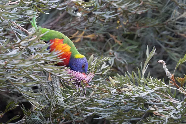 Stock image Rainbow lorikeet feeding on bottlebrush nectar