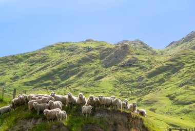 Koyun sürüsü Yeni Zelanda tepe ülkesinin arkasında tepenin üstünde duruyor..