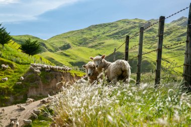 Two sheep by fence looking back surrounded by farmland hills and pasture. clipart