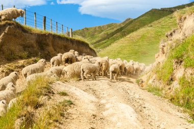 Koyun Yeni Zelanda 'da tozlu çiftlik yolunda ilerliyor.,