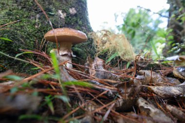 Whanagrei Şelalesi yolunda orman zeminindeki ağacın dibinde kaygan mantar var..