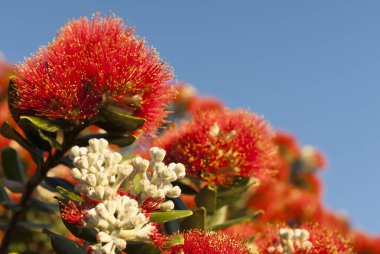 Sarı anterli parlak kırmızı çiçek yaz mevsiminde yeni tomurcuk kümeleriyle çiçek açar..