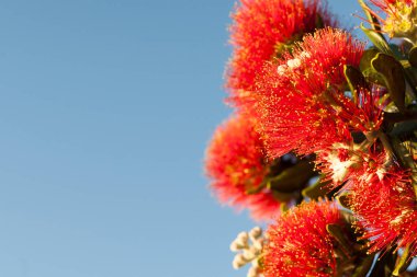 Kırmızı pohutukawa mavi gökyüzüne karşı çerçevenin sağ tarafında çiçek açıyor.