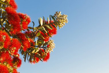 Kırmızı pohutukawa, mavi gökyüzüne karşı yeni beyaz tomurcuklarla çiçek açtı..