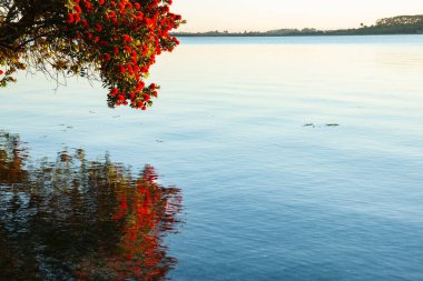 Yeni Zelanda 'nın parlak kırmızı pohutukawa' sı suların üzerinde süzülüyor sakin mavi denizi Tauranga kıyılarında yansıtıyor..