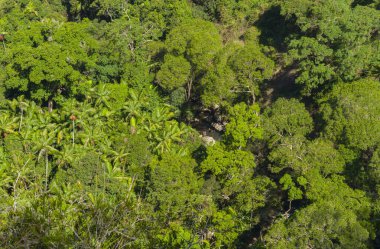 Nightcaps Ulusal Parkı yoğun yeşil yağmur ormanı manzarası.