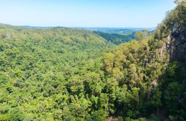Nightcaps Ulusal Parkı yoğun yeşil yağmur ormanı manzarası.