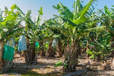 Koruyucu plastik poşetlerde muz bulunan muz çiftliği. Queensland Avustralya 'da.