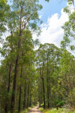 Yüksek okaliptüs ormanı ile Cebelitarık Ulusal Parkı Avustralya 'daki Boundary Falls arasındaki toprak yol..