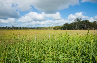 Birinden diğerine bakan iki Avustralya pelikanı portresi.