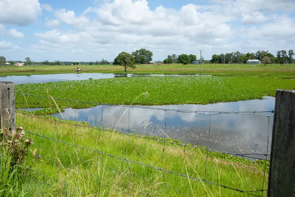 stock image Wetland with aquatic plant in wide green Australian landscape rural scene between Ulmarra and Yamba. in New South Wales.