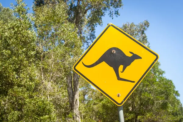 stock image Driver warning sign of kangaroo on road.
