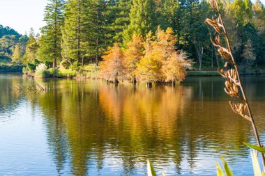 McLaren Falls Park Tauranga 'da sonbahar renkleri,