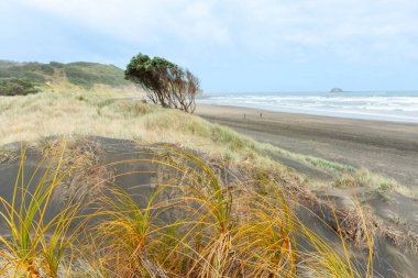 Muriwai 'de kumsal çimenleri ve kumul restorasyonu..