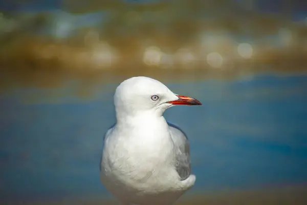 stock image Red-billed gull portrait.