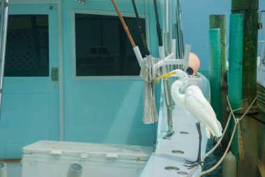 Key West 'te erkek ortamında mavi bir teknenin gövdesinde duran büyük balıkçıl balığı..