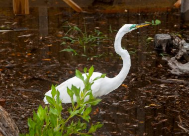 Florida, ABD 'de çiftleşme konusunda büyük balıkçıl tüyü.