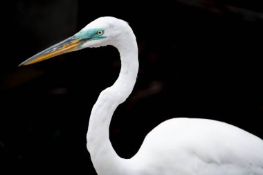 Florida, ABD 'de çiftleşme tüylerinde büyük bir balıkçıl.