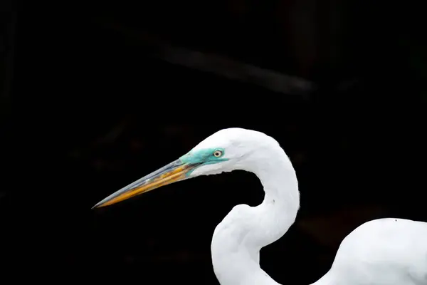 stock image Great egret in mating plumage  in Florida, USA