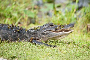 Göl bitkisi olan Amerikan timsahı..
