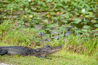 Göl bitkisi olan Amerikan timsahı..