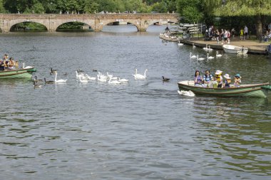 Stratford Upon Avon; 28 Temmuz 2024; Nehirde kayıkla turistleri takip eden beyaz kuğu