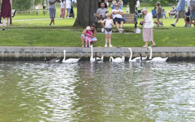 Stratford Upon Avon - Birleşik Krallık; 28 Temmuz 2024; Avon nehri boyunca yaz günü kaz ve kuğu besleme