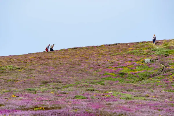 Anglesea Wales - 30 Temmuz 2024; turistler renkli kır çiçeklerinin yamacının ötesinde tepeye tırmanıyorlar.