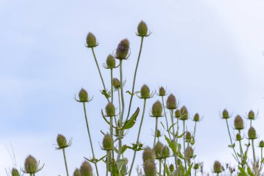 Anglesea Galler 'deki Holyhead' deki fundalıkta yabani çiçek çalısı.