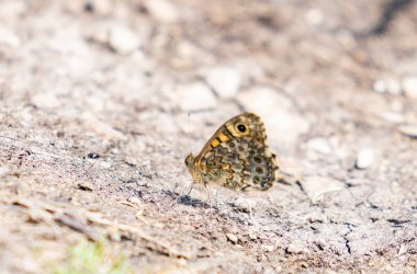 Galler 'deki Anglesea' de kahverengi duvar kelebeği.