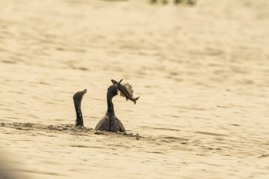 Kara Nehir 'de pantanal Brezilya' ya meydan okunan karabatak yayın balığı ile karabatak.