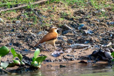 Pale-legged hornero walking along river bank in the Pantanal Brazil. clipart