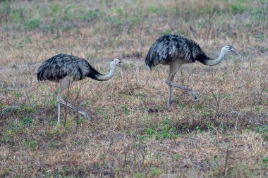 Rhea grazing in field in the Pantanal Brazil. clipart