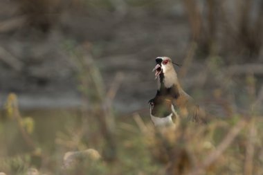 Pied lapwing on ground in the Pantanal Brazil. clipart