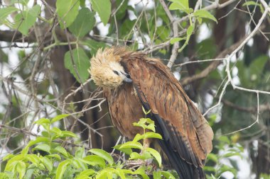 Siyah yakalı şahin Pantanal Brezilya 'da bir ağaçta gagasıyla kaşınıyor..