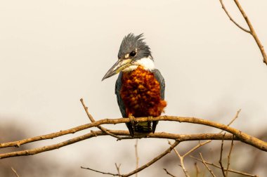 Halkalı Kingfisher Pantanal Brezilya 'da beyaz gökyüzüne karşı oturuyor..