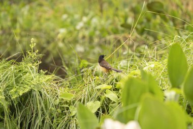 Lush green vegetation with hyacinth and black-capped donacobius in grass in the Pantanal Brazil. clipart