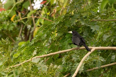 Pantanal Brezilya 'da ağaçtaki yeşil yapraklarla çevrili tek başına siyah kakasik zıtlıkları.