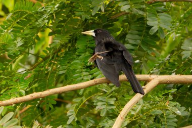 Ayakları ve bacakları Pantanal Brezilya 'daki ağaçta yeşil yapraklarla çevrili, yapayalnız siyah bir kakasya..