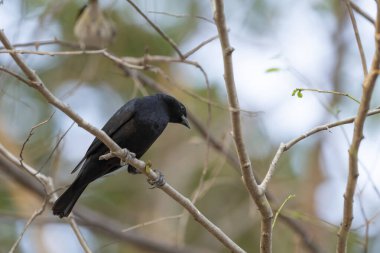 Purplish jay in tree in the Pantanal Brazil. clipart