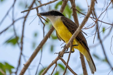 Pantanal Brezilya 'da gagasında böcek olan harika bir öpüşme..