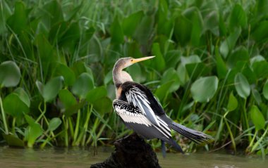 Juvenile or female darter sitting on old tree stump in Black River showing wing pattern in the Pantanal Brazil. clipart