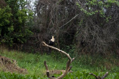 Anhinga or American darter immature bird on dead branch in the Pantanal Brazil. clipart