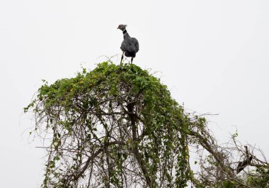 Southern screamer bird perched on top of tree in the Pantanal Brazil. clipart