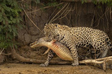 Jaguar kaymanı nehirden geçirip Pantanal Brezilya 'da tüketmek için saklandığı yere götürüyor..