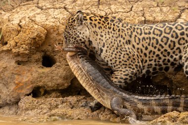 Jaguar, Timsah 'ı nehirden çıkarıp Pantanal Brezilya' da tüketmek için saklandığı yere götürdü..