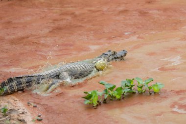 Kayman, Pantanal Brezilya 'daki kirlenmiş kırmızı alglerle dolu gölete girerken su sıçratıyor..