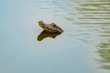 Kayman 'ın kafası Pantanal Brezilya' daki gölette sudan dışarı fırlıyor..