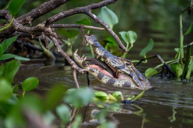 Timsah yayın balığı yakaladı ve ağzında tutuyor Kara Nehir Pantanal Brezilya 'da sümbül yaprakları arasında yemeye hazırlanıyor..