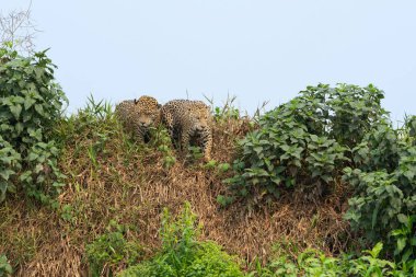 Jaguar, two brothers, walking through green foliage along top of riverbank in the Pantanal Brazil. clipart